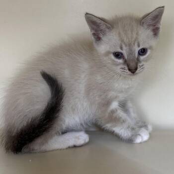 Siamese Cats Available for Adoption in Hinesville, Georgia - Whatsit | PetCurious