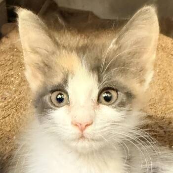 Elsa -  Domestic Short Hair Cat for Adoption in Palm Springs, California - Elsa | PetCurious