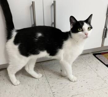 Agua -  Domestic Short Hair Cat for Adoption in Dublin, Ohio - Agua | PetCurious
