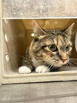 Minx -  Domestic Short Hair Cat for Adoption in Fruit Heights, Utah - Minx | PetCurious
