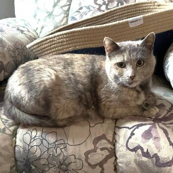 Domestic Short Hair Cats Available for Adoption in South Riding, Virginia - Waddles | PetCurious