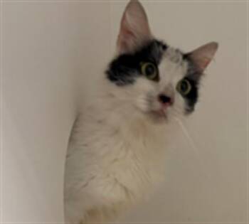 Domestic Medium Hair Cats Available for Adoption in Ontario, California - REN | PetCurious