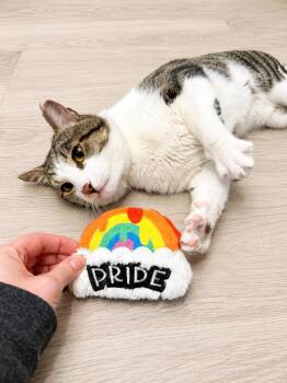 Ryker -  Domestic Short Hair Cat for Adoption in Chicago, Illinois - Ryker | PetCurious