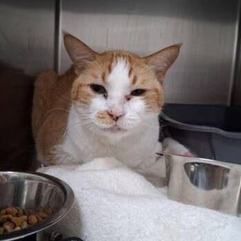 Forest -  Domestic Short Hair Cat for Adoption in Lake Havasu City, Arizona - Forest | PetCurious
