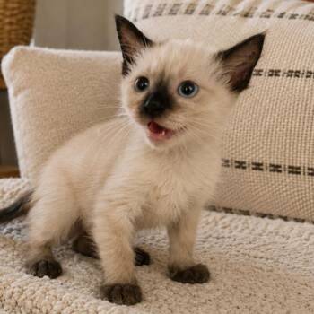 Austin -  Siamese Cat for Adoption in Gun Barrel City, Texas - Austin | PetCurious
