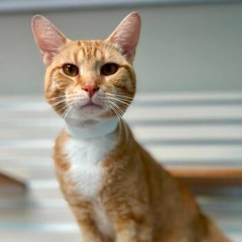 Remy -  Tabby Cat for Adoption in New Philadelphia, Ohio - Remy | PetCurious