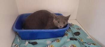 Heidi -  American Shorthair Cat for Adoption in New Kensington, Pennsylvania - Heidi | PetCurious