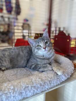 Rescue Tabby Cats for Adoption in Memphis, Tennessee - Tinks | PetCurious