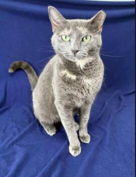 Prism -  Calico Cat for Adoption in Kingsland, Georgia - Prism | PetCurious