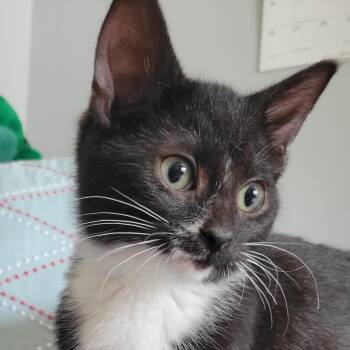 Rescue Domestic Short Hair Cats for Adoption in Swartz Creek, Michigan - Apple Cinnamon Cheerio | PetCurious