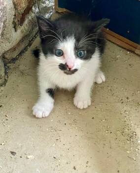 Tuxedo Cats Available for Adoption in Flint Hill, Virginia - Skittles | PetCurious