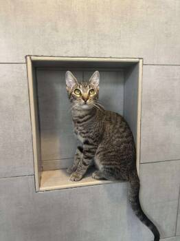 Rescue Domestic Short Hair Cats for Adoption in Tucson, Arizona - Maisey Daisy | PetCurious