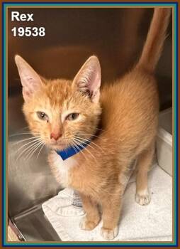 REX -  Domestic Short Hair and Tabby Cat for Adoption in Marietta, Georgia - REX | PetCurious