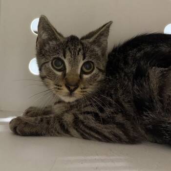 Jordan -  Domestic Short Hair Cat for Adoption in Des Moines, Iowa - Jordan | PetCurious