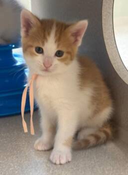 Taki -  Domestic Short Hair Cat for Adoption in Viroqua, Wisconsin - Taki | PetCurious