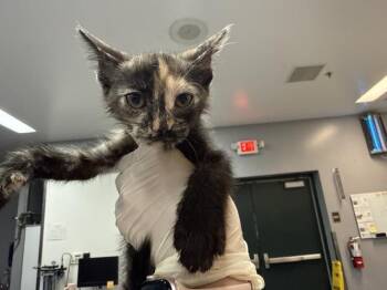 A1925650 -  Domestic Short Hair Cat for Adoption in Thousand Palms, California - A1925650 | PetCurious