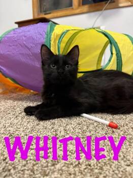 Domestic Short Hair Cats Available for Adoption - Whitney | PetCurious