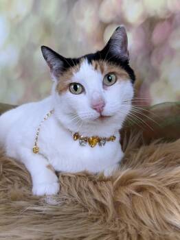 Calico Cats Available for Adoption in Pasadena, Texas - Violet | PetCurious