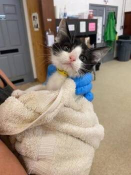 Egg -  Domestic Short Hair Cat for Adoption in Conway, Arkansas - Egg | PetCurious