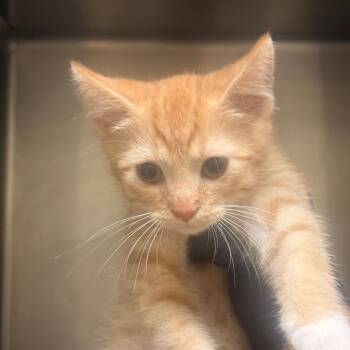 Crimson Chin -  Domestic Short Hair Cat for Adoption in Winston-salem, North Carolina - Crimson Chin | PetCurious