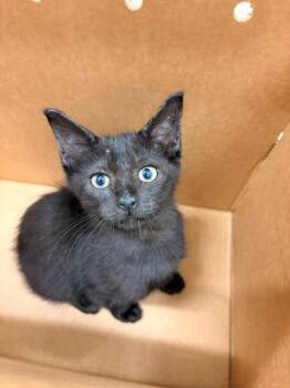 GAL -  Domestic Short Hair Cat for Adoption in Baytown, Texas - GAL | PetCurious