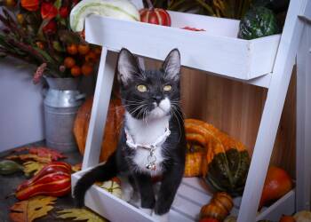 Rescue Tuxedo Cats for Adoption in Lucas, Texas - Maia | PetCurious