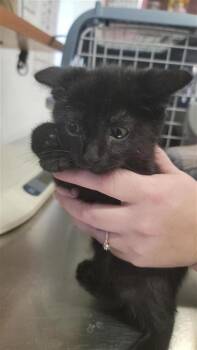 Odysseus -  Domestic Short Hair Cat for Adoption in Largo, Florida - Odysseus | PetCurious