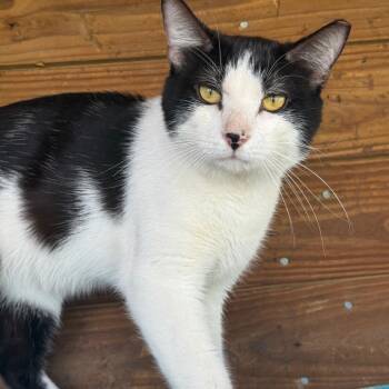 Flint (The Forgotten) -  Domestic Short Hair Cat for Adoption in Lancaster, Ohio - Flint (The Forgotten) | PetCurious