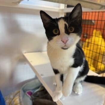 Rescue Domestic Short Hair Cats for Adoption in Sarasota, Florida - Chocolate Chip | PetCurious
