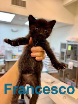 Domestic Short Hair Cats Available for Adoption in Randolph, Massachusetts - Francesco | PetCurious