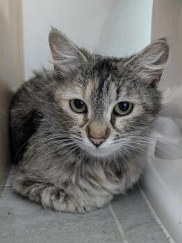 Rescue Siberian Cats for Adoption in Santa Ana, California - Isabel | PetCurious
