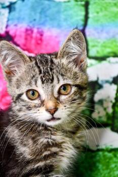 Bubble -  Domestic Short Hair Cat for Adoption in Yakima, Washington - Bubble | PetCurious