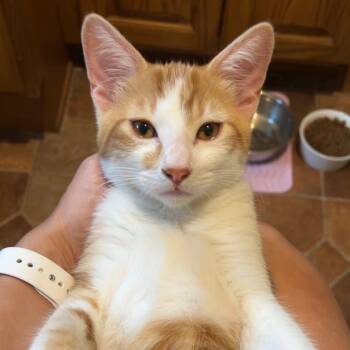 Pewee -  Domestic Short Hair Cat for Adoption in Sedalia, Missouri - Pewee | PetCurious