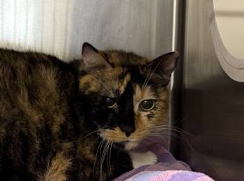 Rescue Domestic Short Hair Cats for Adoption in Sanford, Florida - Keisha | PetCurious