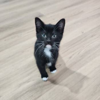 Rescue Domestic Short Hair Cats for Adoption in Portage, Michigan - Pumpkin Juice | PetCurious