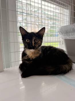 Tiramisu -  Tortoiseshell Cat for Adoption in Suffolk, Virginia - Tiramisu | PetCurious