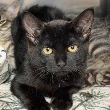 Jill -  Domestic Short Hair Cat for Adoption in Exeter, Rhode Island - Jill | PetCurious
