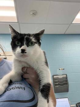 Rescue Domestic Short Hair Cats for Adoption in Frankfort, Kentucky - Odette | PetCurious