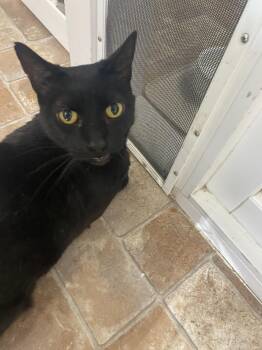 Domestic Short Hair Cats Available for Adoption - Lola | PetCurious