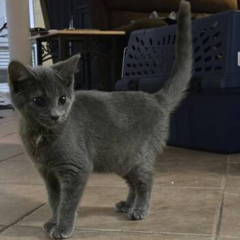 Sophie - Loves Cuddles -  Domestic Short Hair Cat for Adoption in Hamilton, Ontario - Sophie - Loves Cuddles | PetCurious