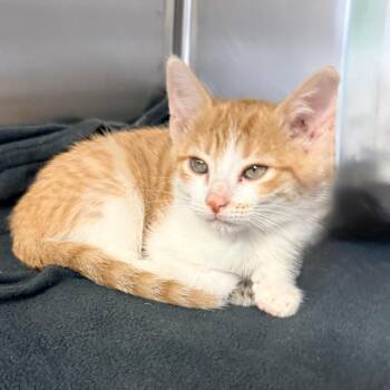 Tina -  Domestic Short Hair Cat for Adoption in Palm Springs, California - Tina | PetCurious