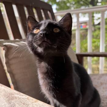 Rescue Domestic Short Hair Cats for Adoption in Columbia, Maryland - Guillermo De La Cruz | PetCurious