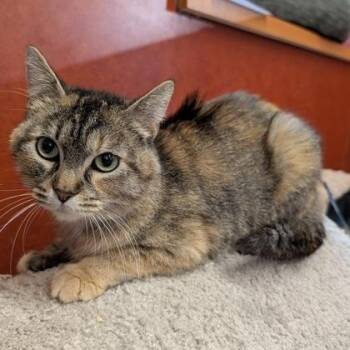 Maki -  Domestic Short Hair Cat for Adoption in Rochester, Minnesota - Maki | PetCurious