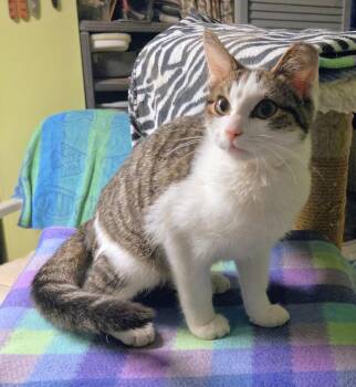Willow -  Tabby Cat for Adoption in New Albany, Ohio - Willow | PetCurious