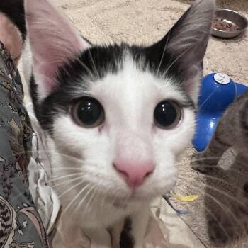 Lucy -  Domestic Short Hair Cat for Adoption in Sandy Springs, Georgia - Lucy | PetCurious