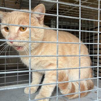 Domestic Short Hair Cats Available for Adoption - Patrick | PetCurious