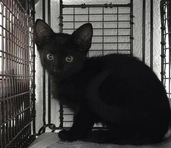 MONTY -  Domestic Short Hair Cat for Adoption in Fort Lauderdale, Florida - MONTY | PetCurious