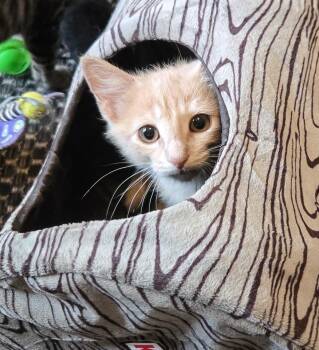 Ritchie -  Domestic Short Hair Cat for Adoption in Mineral Point, Wisconsin - Ritchie | PetCurious