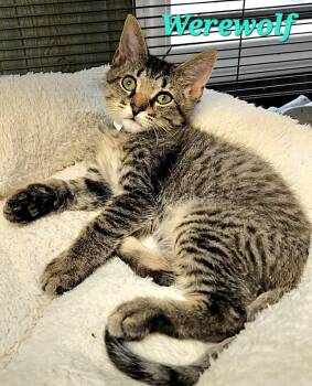 Werewolf -  Domestic Short Hair Cat for Adoption in Macon, Georgia - Werewolf | PetCurious