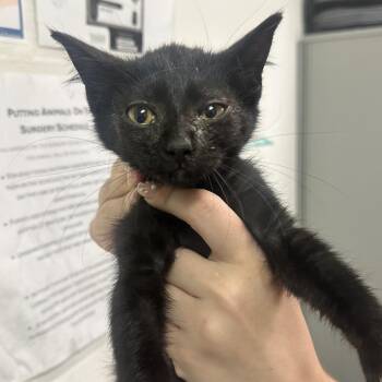 Magic Shop -  Domestic Short Hair Cat for Adoption in Charleston, West Virginia - Magic Shop | PetCurious